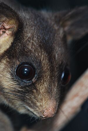 Archivo:Leadbeater's Possum 01 Pengo