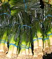 Leeks produce-1