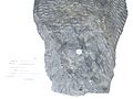 Lepidodendron sp.1 - Carbonifero