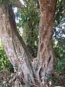 Litchi sinensis trunk