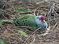 Mariana Fruit Dove RWD