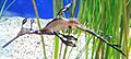 Mba weedyseadragon