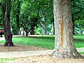 McCorkle Place 2006