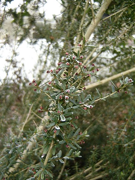 Myrceugenia leptospermoides