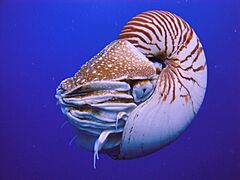 Nautilus belauensis from Palau
