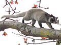 Palm civet on tree (detail)