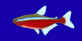 Paracheirodon axelrodi