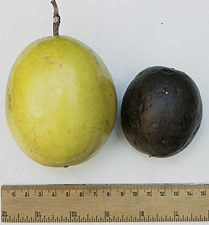 Archivo:Passionfruit comparison