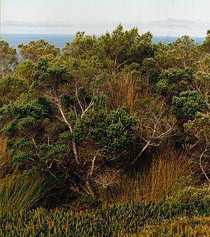 Archivo:Phylica arborea
