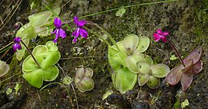 Archivo:Pinguicula moranensis variation