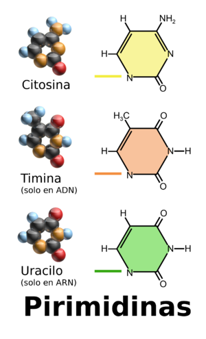 Archivo:Pirimidinas ADN esp Blausen 0324