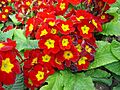 Primula eliator Crescendo rouge dsc00934