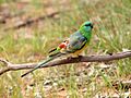 Psephotus haematonotus -near Lake Ginninderra, Canberra, Australia -male-8