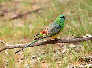 Psephotus haematonotus -near Lake Ginninderra, Canberra, Australia -male-8.jpg