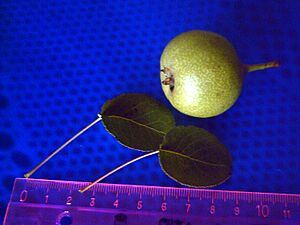 Archivo:Pyrus bourgaeana FruitandLeaves2 SolanadelPino
