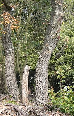 Archivo:Quercus cerrioides tronc
