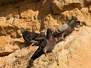 Archivo:Rock pigeons on cliffs