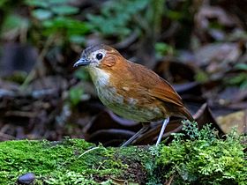 Rusty-tinged Antpitta imported from iNaturalist photo 114082413 on 21 April 2022 (cropped).jpg