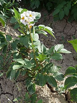 S. tuberosum-5.JPG