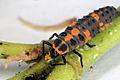 Sa lady-beetle-larva