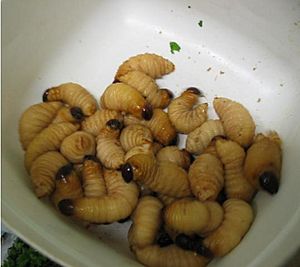 Archivo:Sago grub Rhynchophorus ferrugineus larva