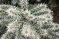 Ses Salines - Botanicactus - Cylindropuntia tunicata 03 ies.jpg