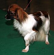 Spaniel miniaturowy kontynentalny phalene 546