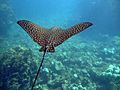 Spotted Eagle Ray (Aetobatus narinari)2