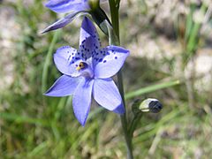 Archivo:Spotted Sun Orchid