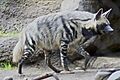 Striped Hyena 5