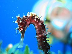 Thorny Seahorse with Jockey - Hippocampus jayakari