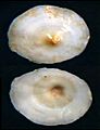 Umbraculum umbraculum 000