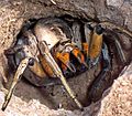 Wolf spider attack position