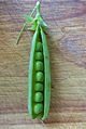 -2020-06-28 Garden pea (Pisum sativum), Trimingham, Norfolk (2)