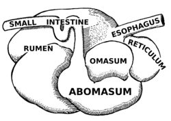 Archivo:Abomasum (PSF)