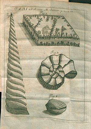 Archivo:Acta Eruditorum - I fossili, 1733 – BEIC 13426913