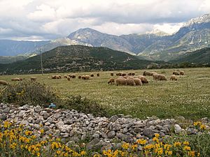 Archivo:Albania pasture