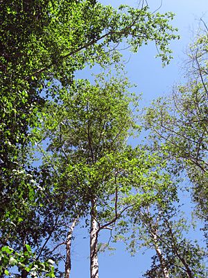 Archivo:Alnus rhombifolia San Gabriel River