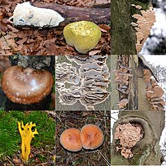 Archivo:An afternoon walk at Schaarsbergen wood with lots of mushrooms at 28 December 2011 - panoramio