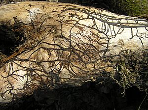 Archivo:Armillariella mellea rhizomorph bialowieza forest 3 beentree