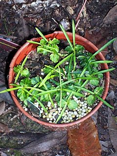 Atractocarpus chartaceus seedlings.JPG