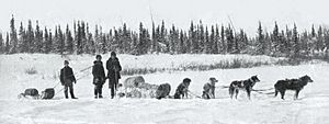 Archivo:Attelage de chiens Petite riviere Churchill Manitoba 1908