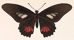 BCA – Mimoides ilus ilus.jpg