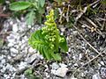 Botrychium lunaria