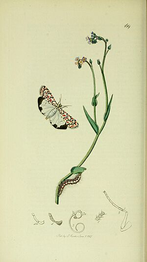 Archivo:Britishentomologyvolume5Plate169