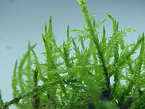 Archivo:Calliergonella cuspidata0
