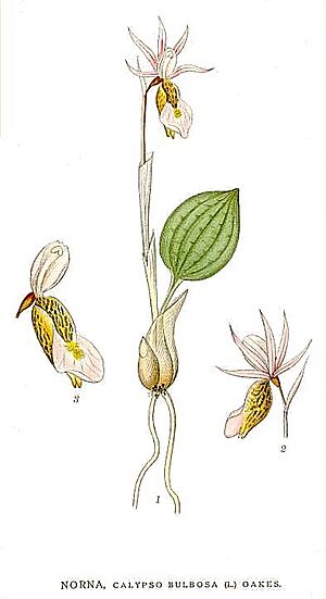 Archivo:Calypso bulbosa Nordens Flora 416