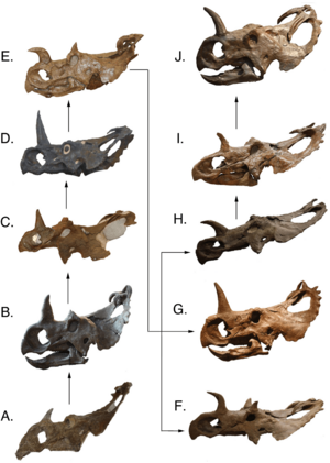 Archivo:Centrosaurus skulls