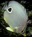 Chaetodon capistratus2