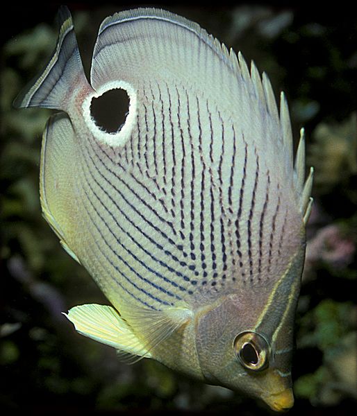Chaetodon capistratus2